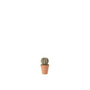 Cactus Bolvormig s