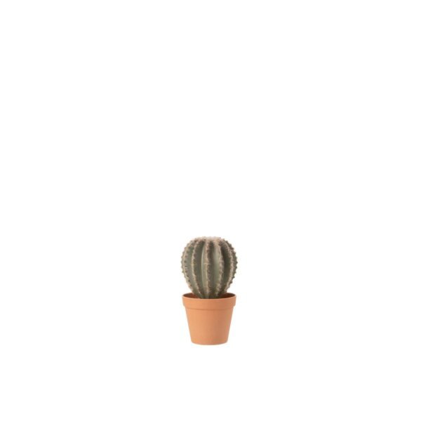 Cactus Bolvormig L